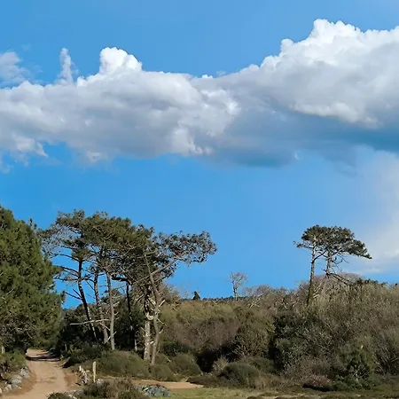 Ocean Et Foret *